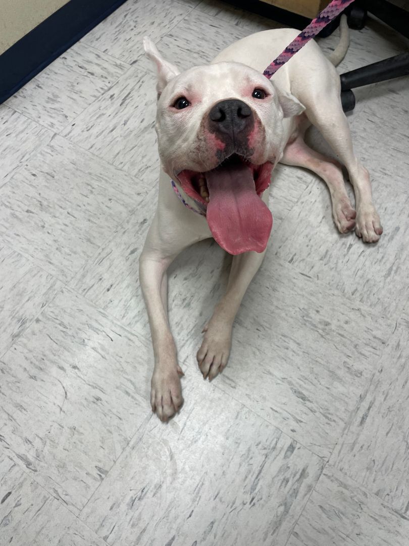 Enlarge Axel, a Adoptable Bull Terrier in El Paso, TX image 1/8