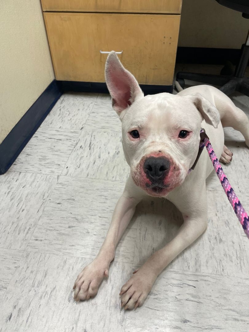 Enlarge Axel, a Adoptable Bull Terrier in El Paso, TX image 2/8