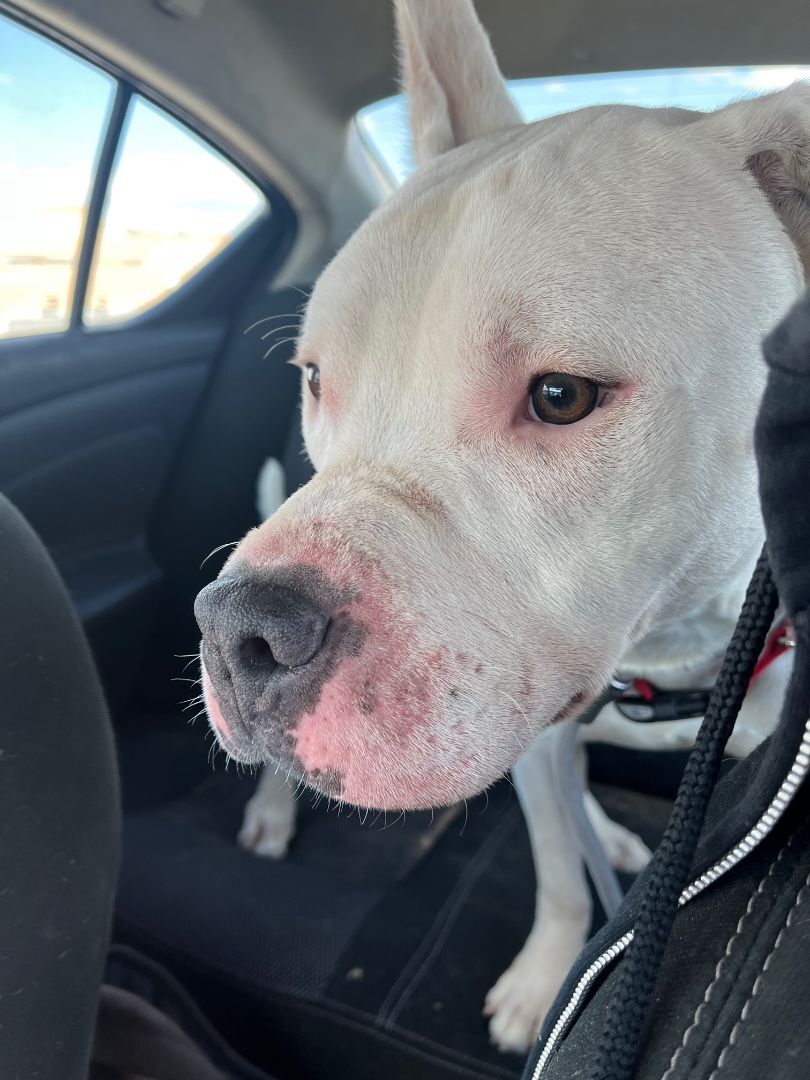 Enlarge Axel, a Adoptable Bull Terrier in El Paso, TX image 3/8