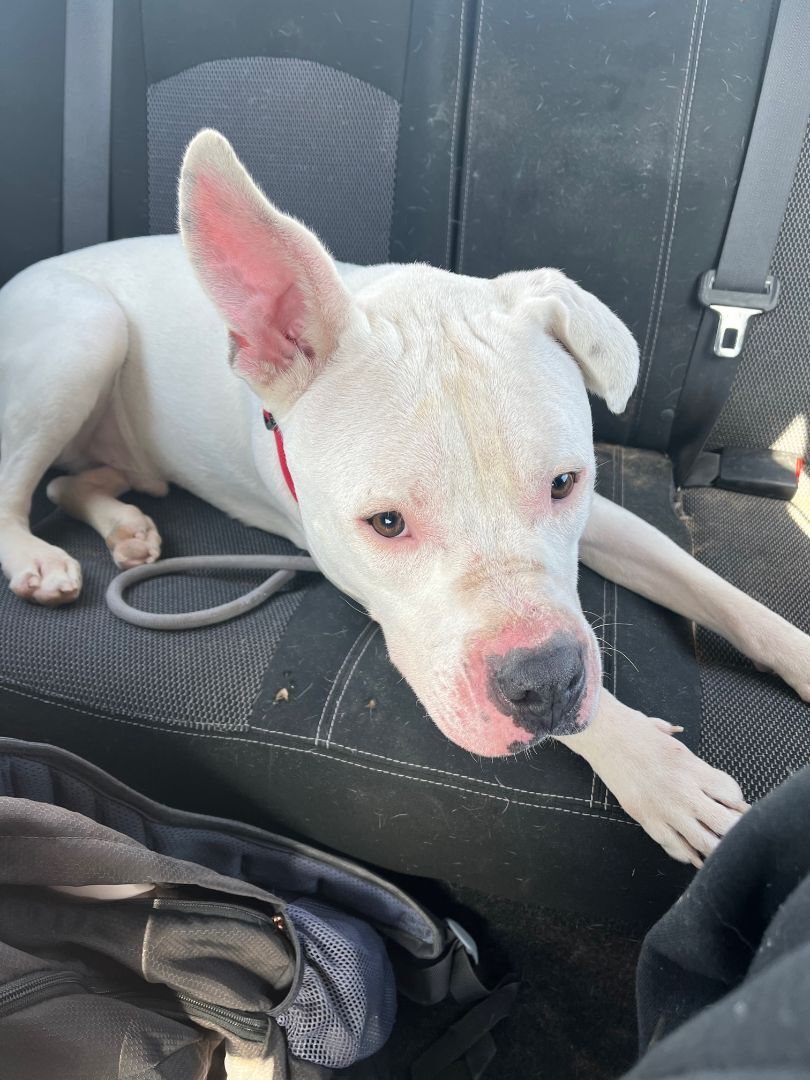 Enlarge Axel, a Adoptable Bull Terrier in El Paso, TX image 4/8