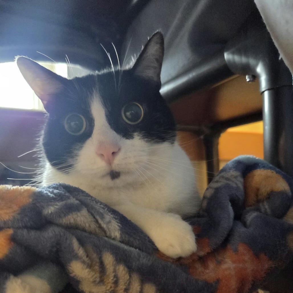 Oak, Adoptable, Adult Male Domestic Short Hair.