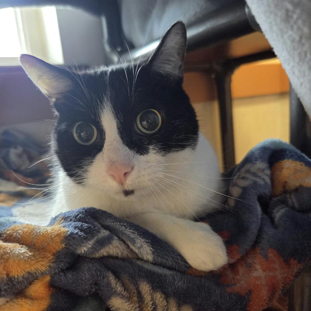Enlarge Oak, a Adoptable Domestic Short Hair in Ballston Spa, NY image 2/2