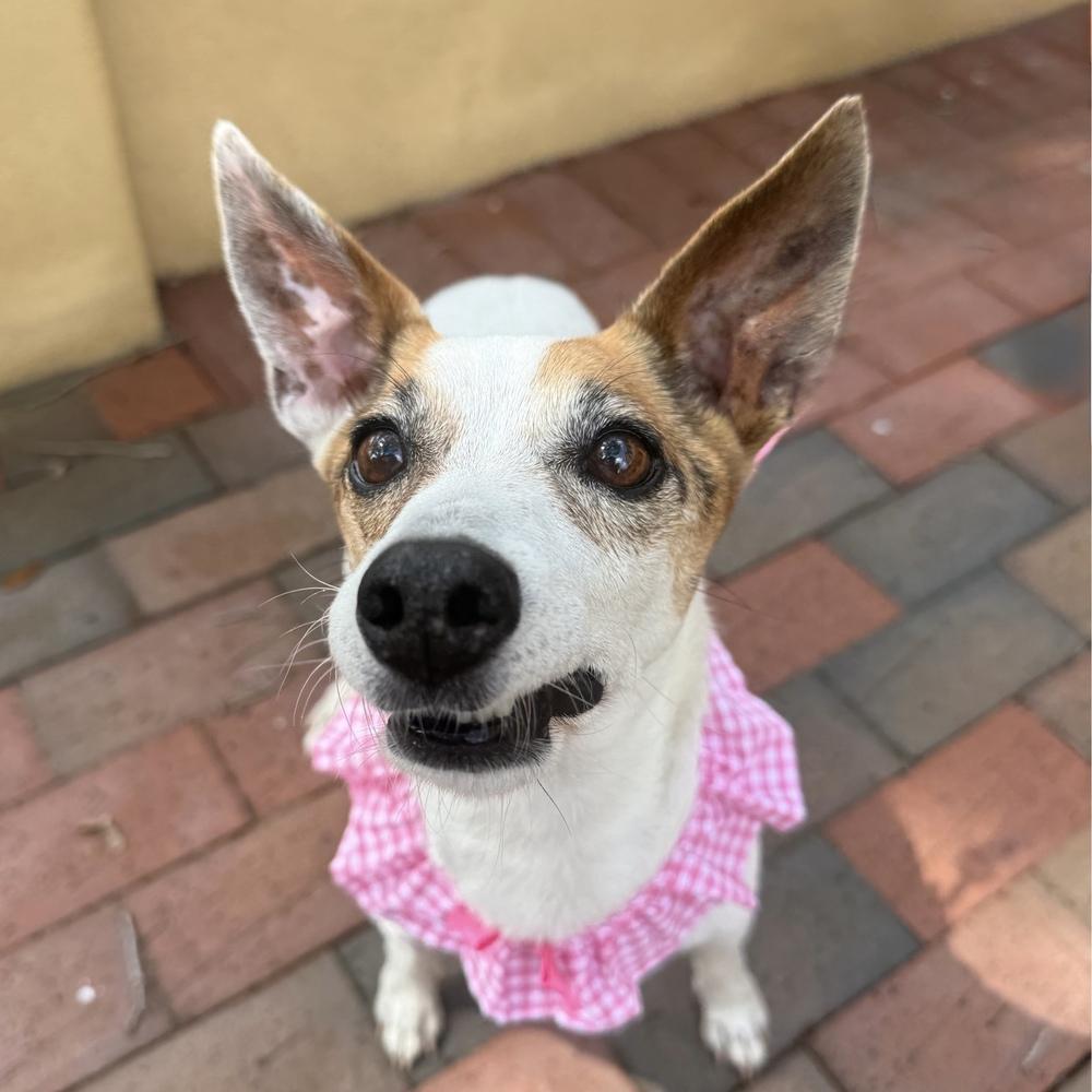 Harp, Adoptable, Senior Female Rat Terrier.