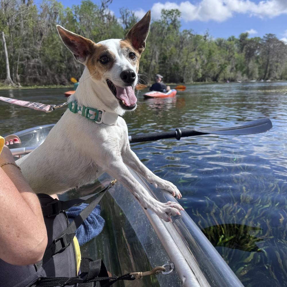 Harp, a Adoptable mixed breed in Orlando, FL image 2/6