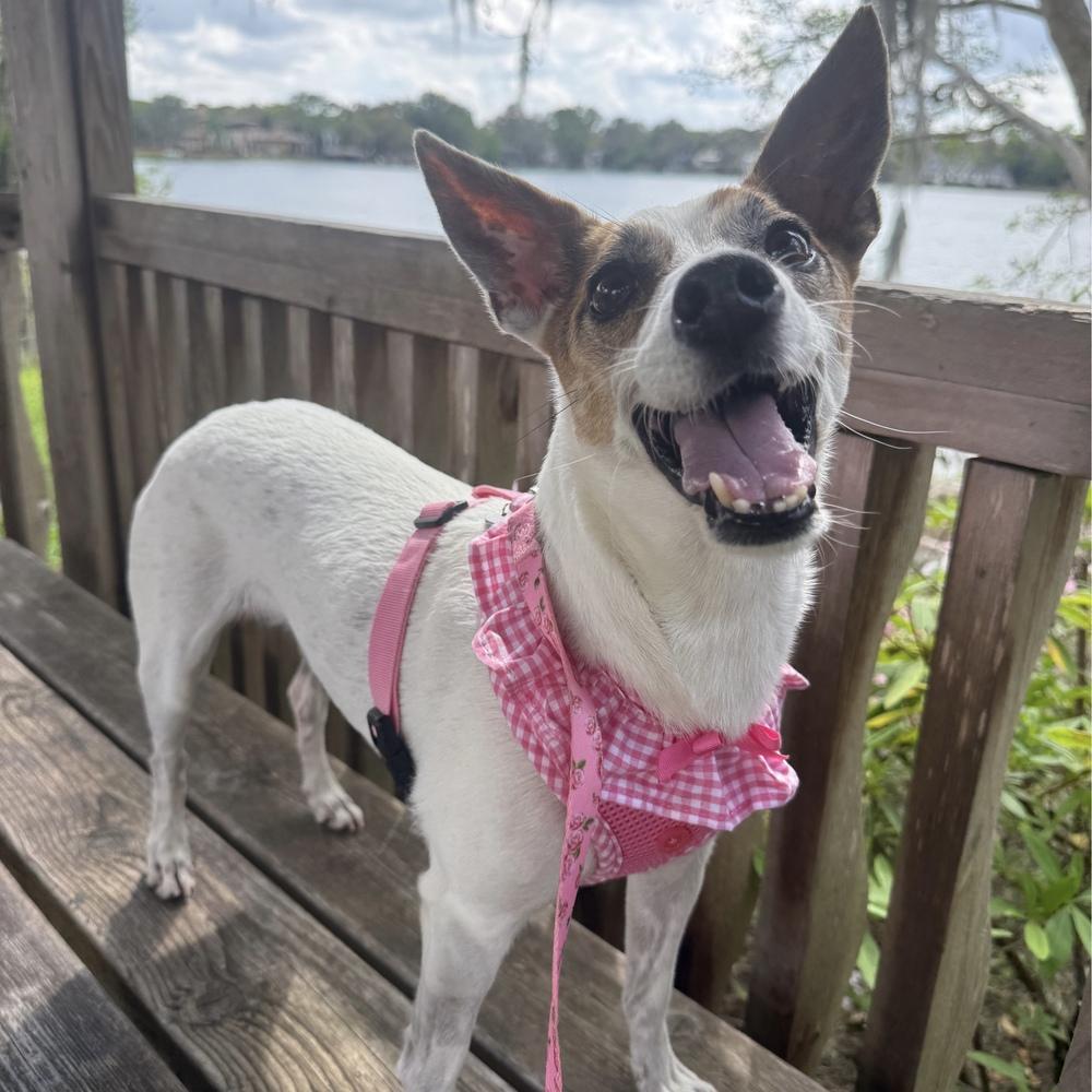 Harp, a Adoptable mixed breed in Orlando, FL image 3/6