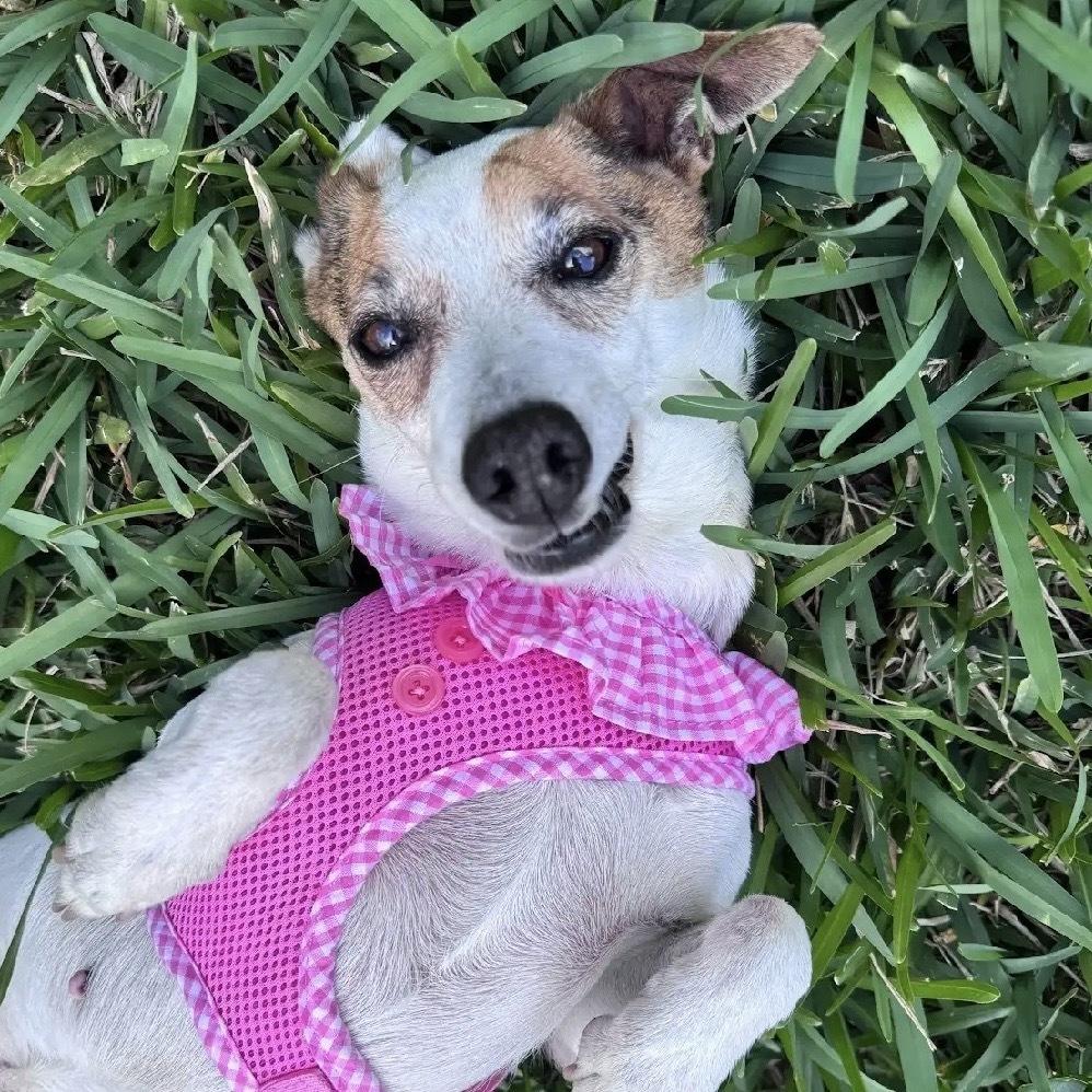 Harp, a Adoptable mixed breed in Orlando, FL image 4/6