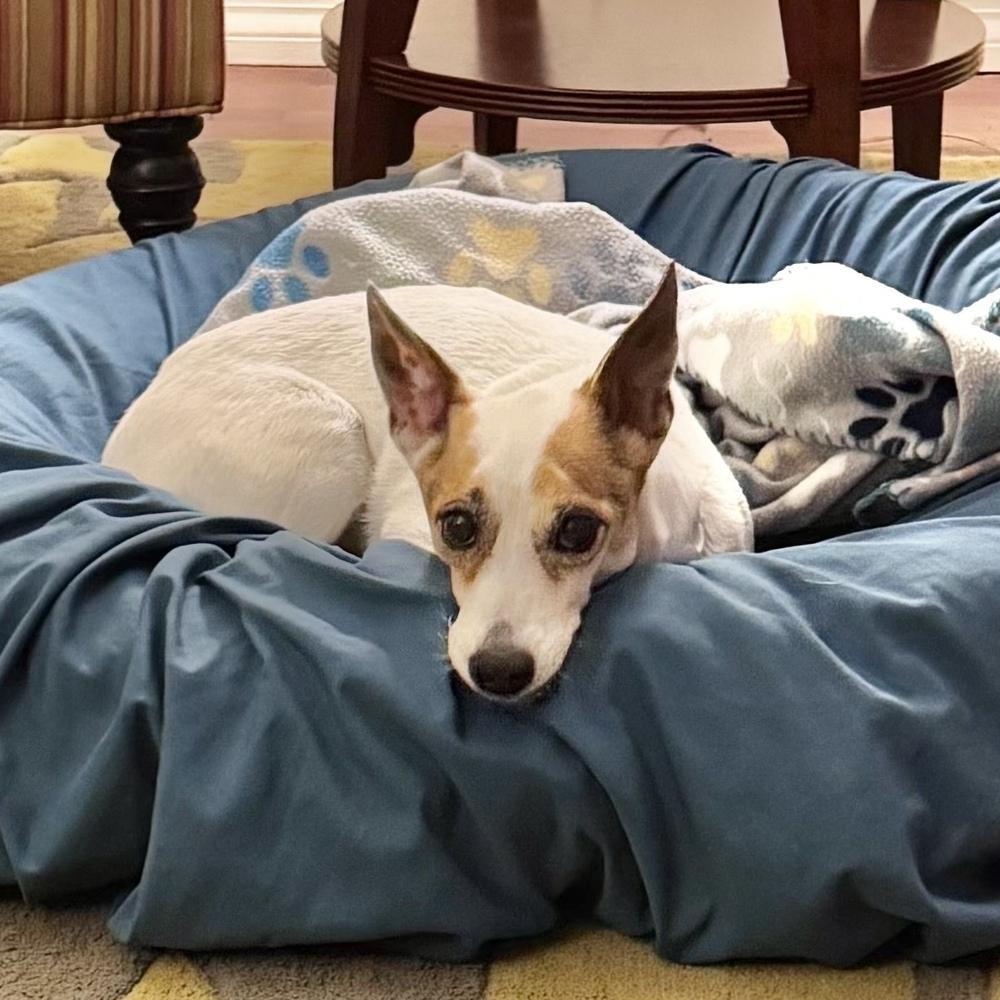 Harp, a Adoptable mixed breed in Orlando, FL image 5/6