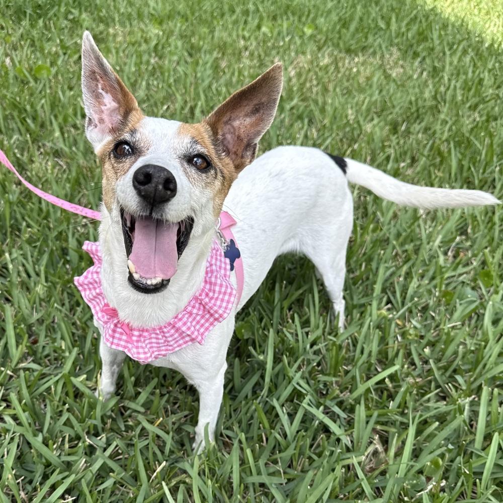 Harp, a Adoptable mixed breed in Orlando, FL image 6/6