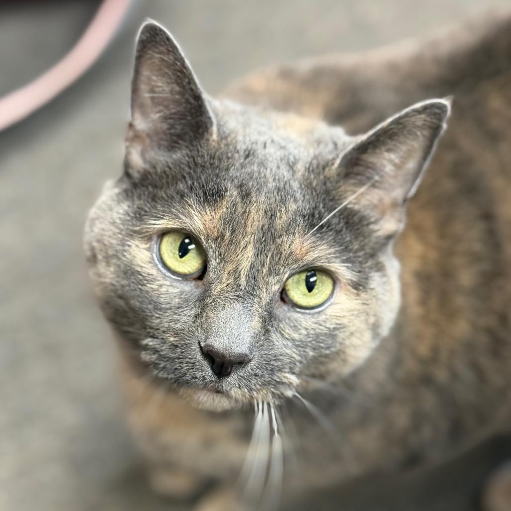 Enlarge Marley, a Adoptable Domestic Short Hair in Thomaston, ME image 2/2