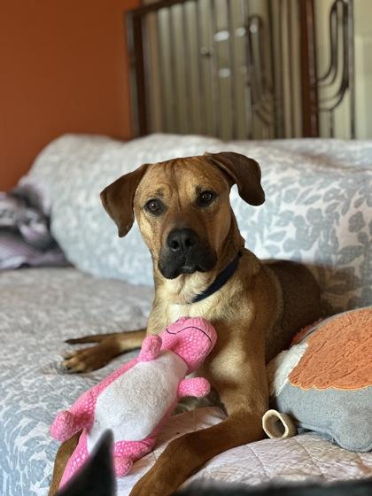 Dinosaur thumbnail 2