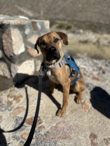 Dinosaur thumbnail 3