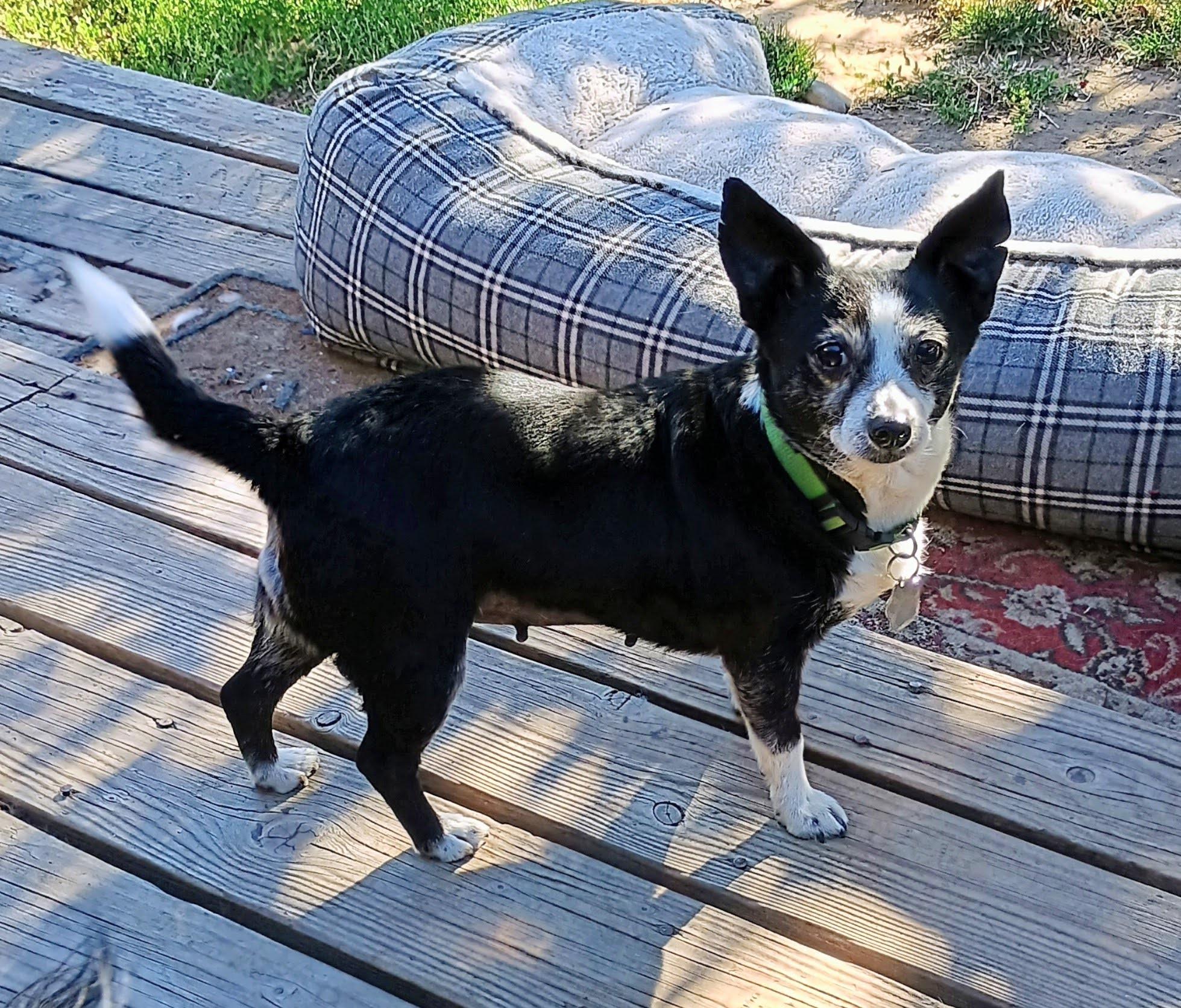 SHINE, an adoptable Chihuahua in Yakima, WA, 98908 | Photo Image 5
