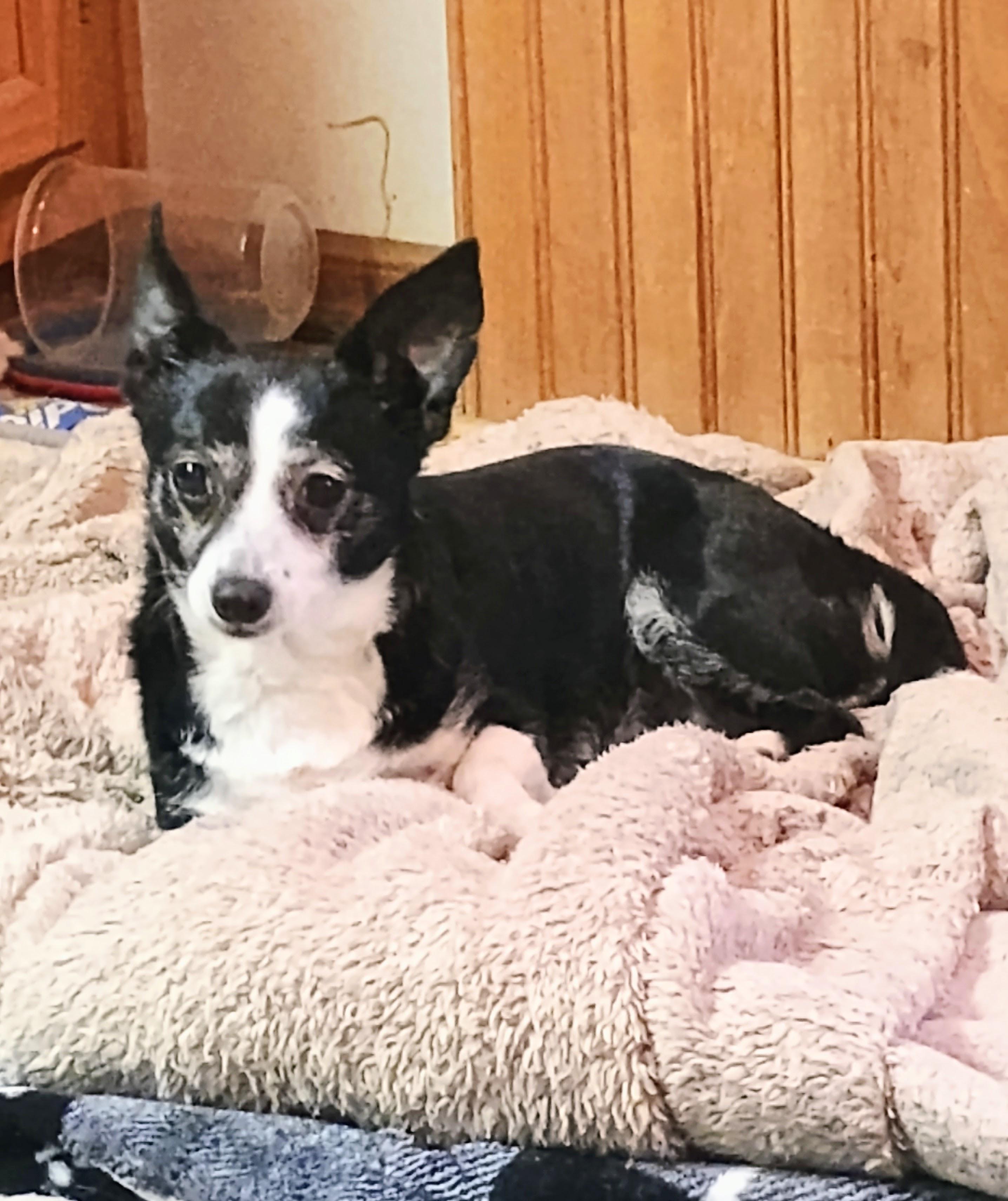 SHINE, an adoptable Chihuahua in Yakima, WA, 98908 | Photo Image 2