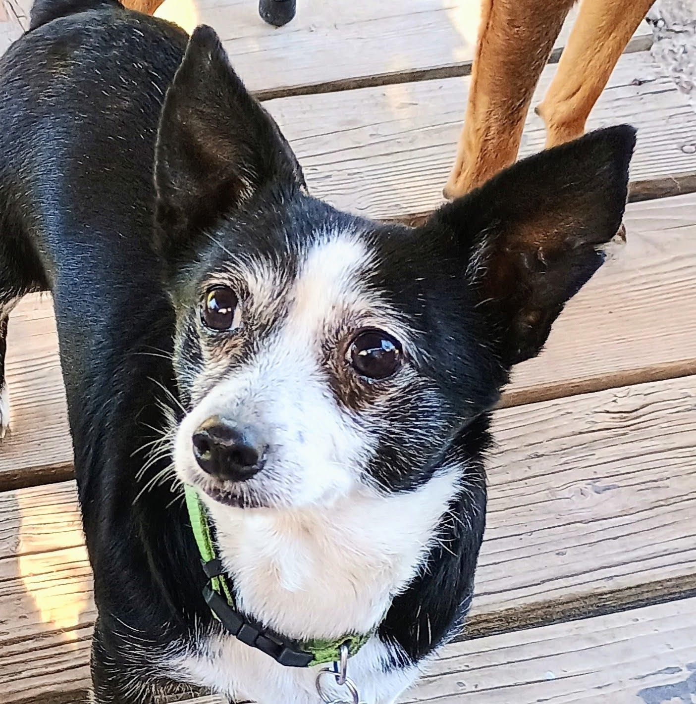 SHINE, an adoptable Chihuahua in Yakima, WA, 98908 | Photo Image 4