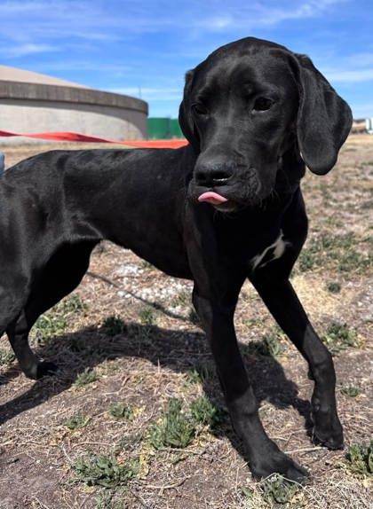 Zoom, a Adoptable mixed breed in McCook, NE image 1/3