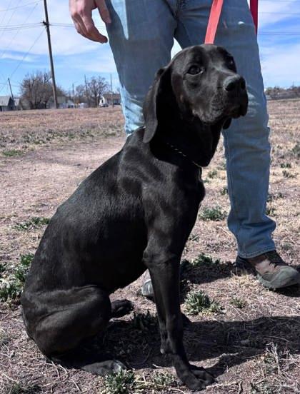 Zoom, a Adoptable mixed breed in McCook, NE image 2/3