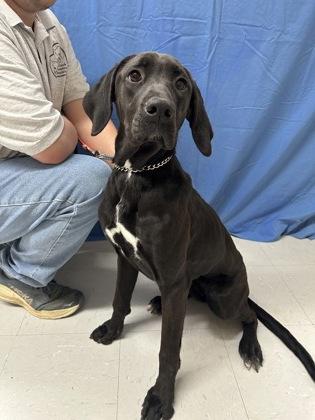 Zoom, Adoptable, Young Female Labrador Retriever & Mixed Breed.
