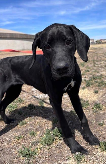 Zoom, a Adoptable mixed breed in McCook, NE image 3/3