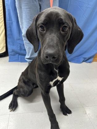 Enlarge Zoom, a Adoptable mixed breed in McCook, NE image 2/3