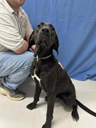 Enlarge Zoom, a Adoptable mixed breed in McCook, NE image 3/3