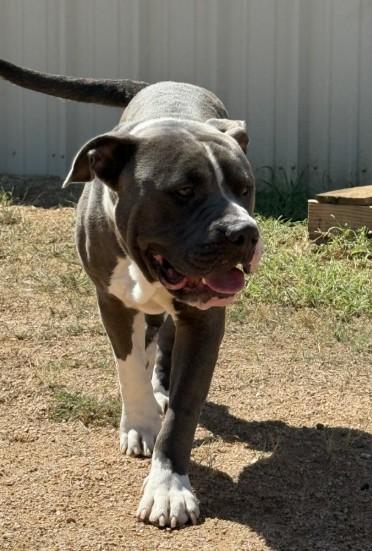 BRUTUS, Adoptable, Young Male Pit Bull Terrier & Mixed Breed.