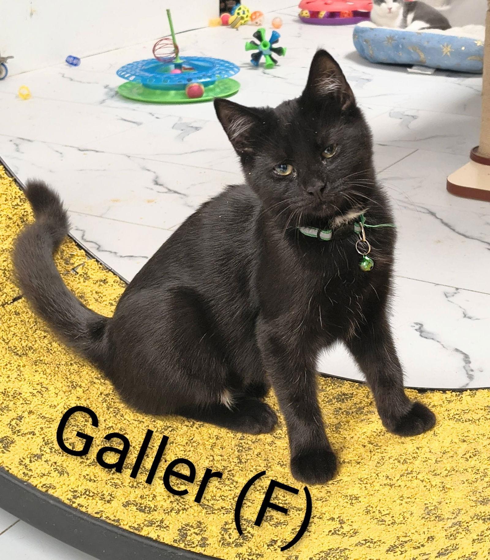 Enlarge Galler, a Adopted Domestic Short Hair in Saugerties, NY image 1/2