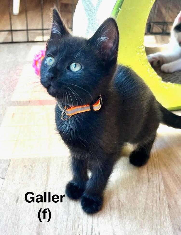 Galler, Adoptable, Kitten Female Domestic Short Hair.