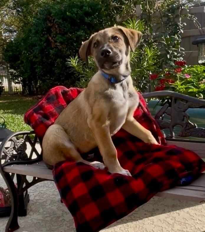 Kodiak, Adoptable, Puppy Male Shepherd & Labrador Retriever.