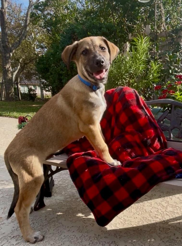 Enlarge Kodiak, a Adoptable mixed breed in Bellevue, WA image 3/4