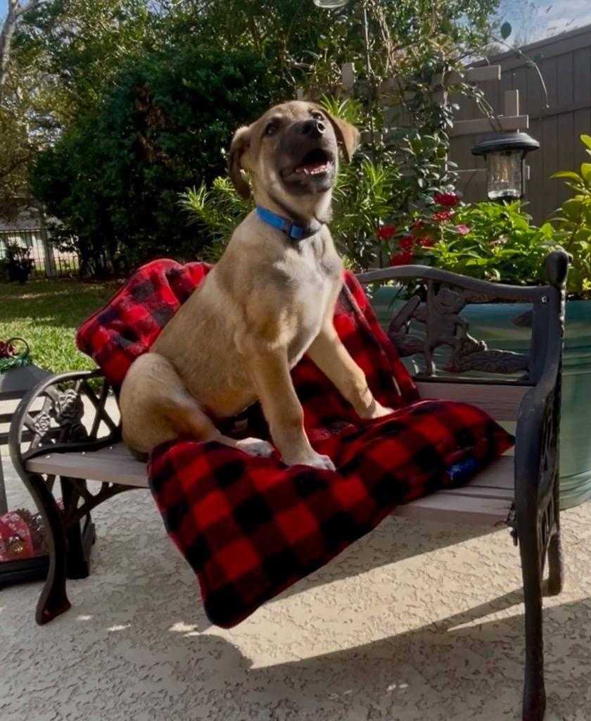 Enlarge Kodiak, a Adoptable mixed breed in Bellevue, WA image 4/4