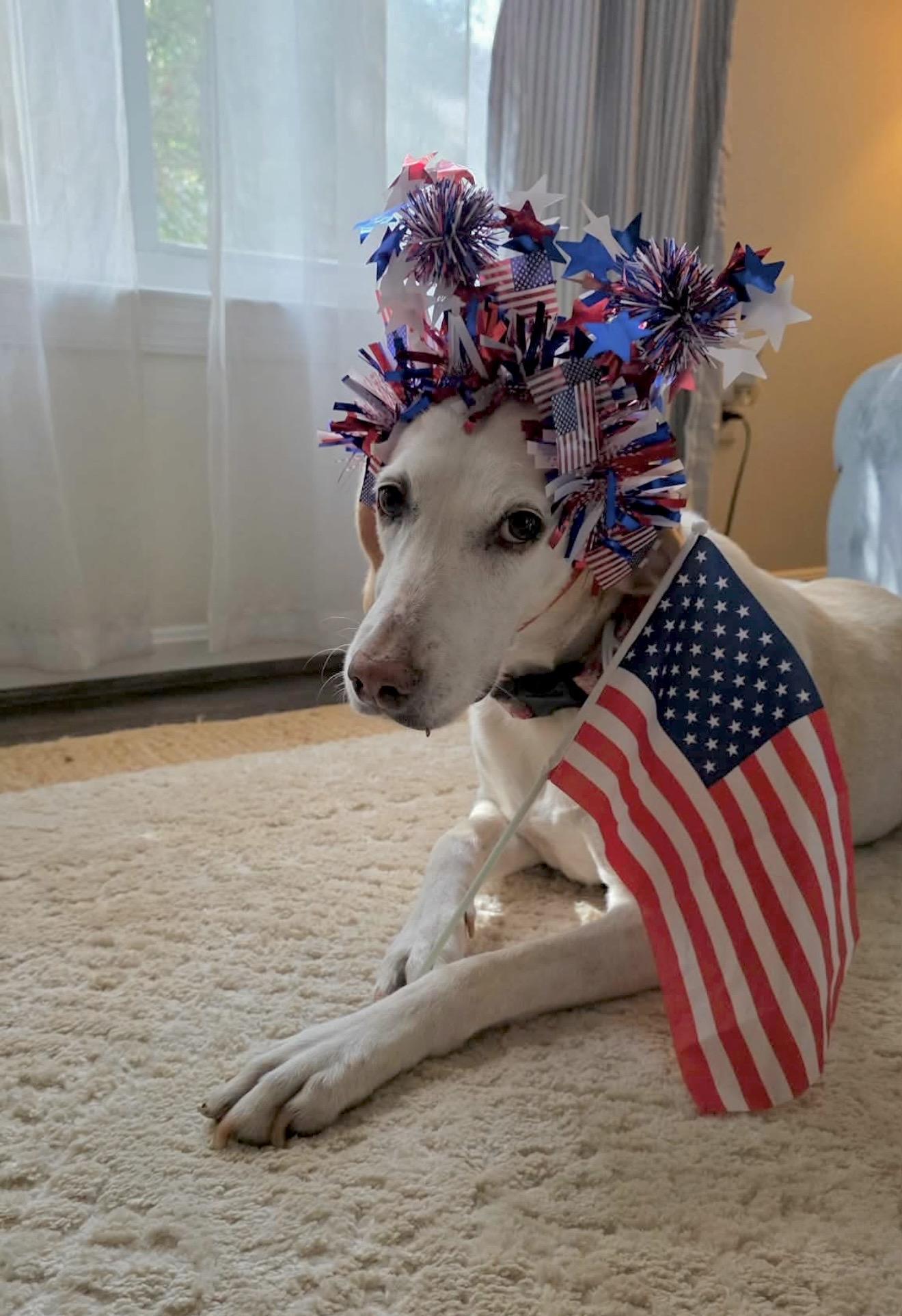 Lemon, an adopted mixed breed in Bel Air, MD image 2/5