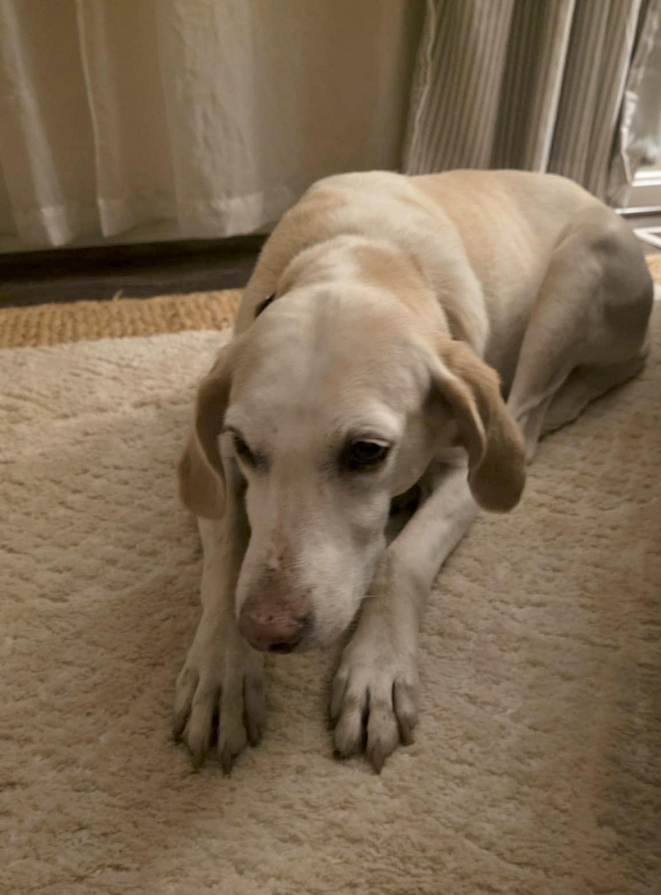Lemon, an adopted mixed breed in Bel Air, MD image 4/5
