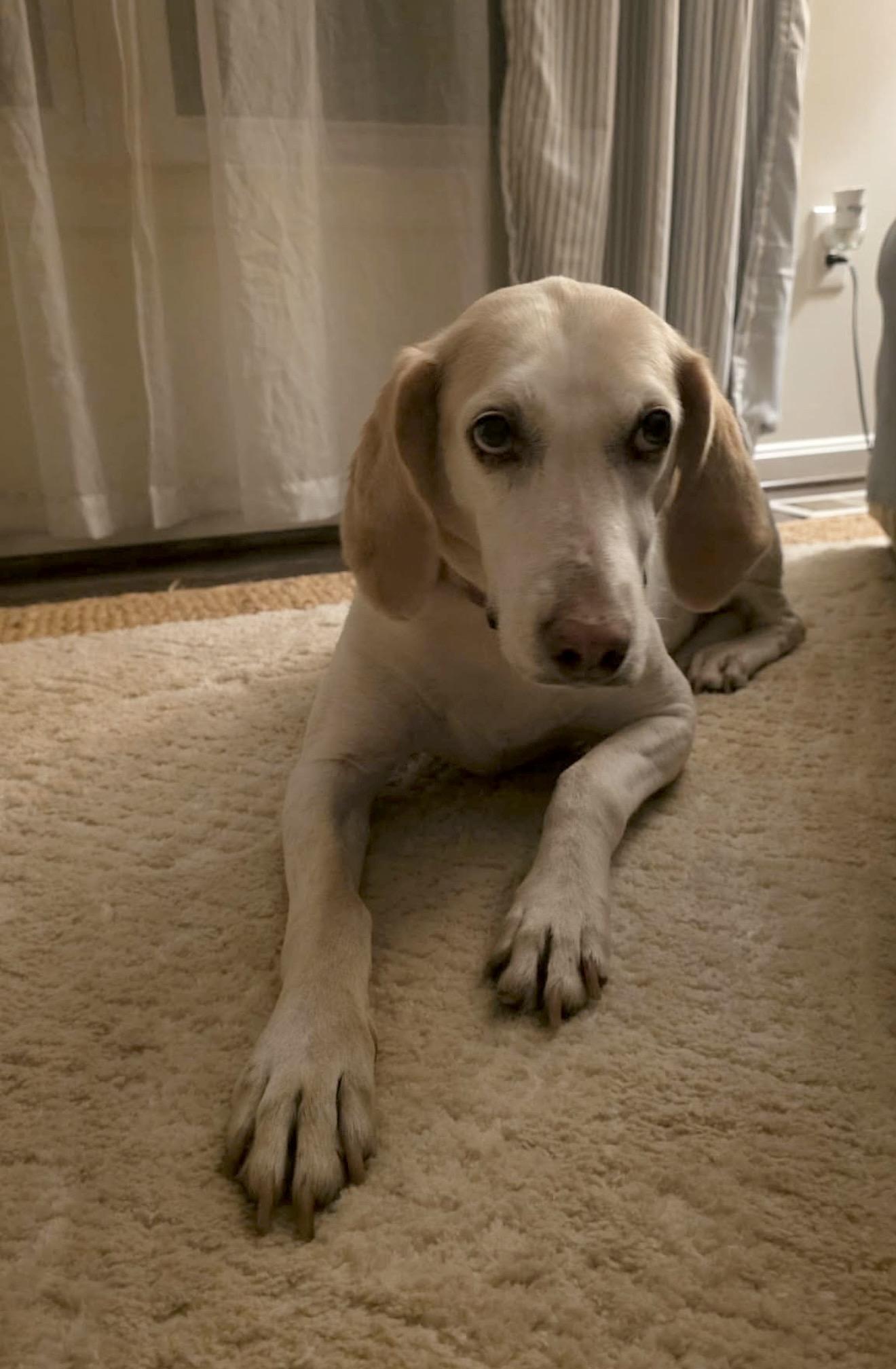 Lemon, an adopted mixed breed in Bel Air, MD image 3/5