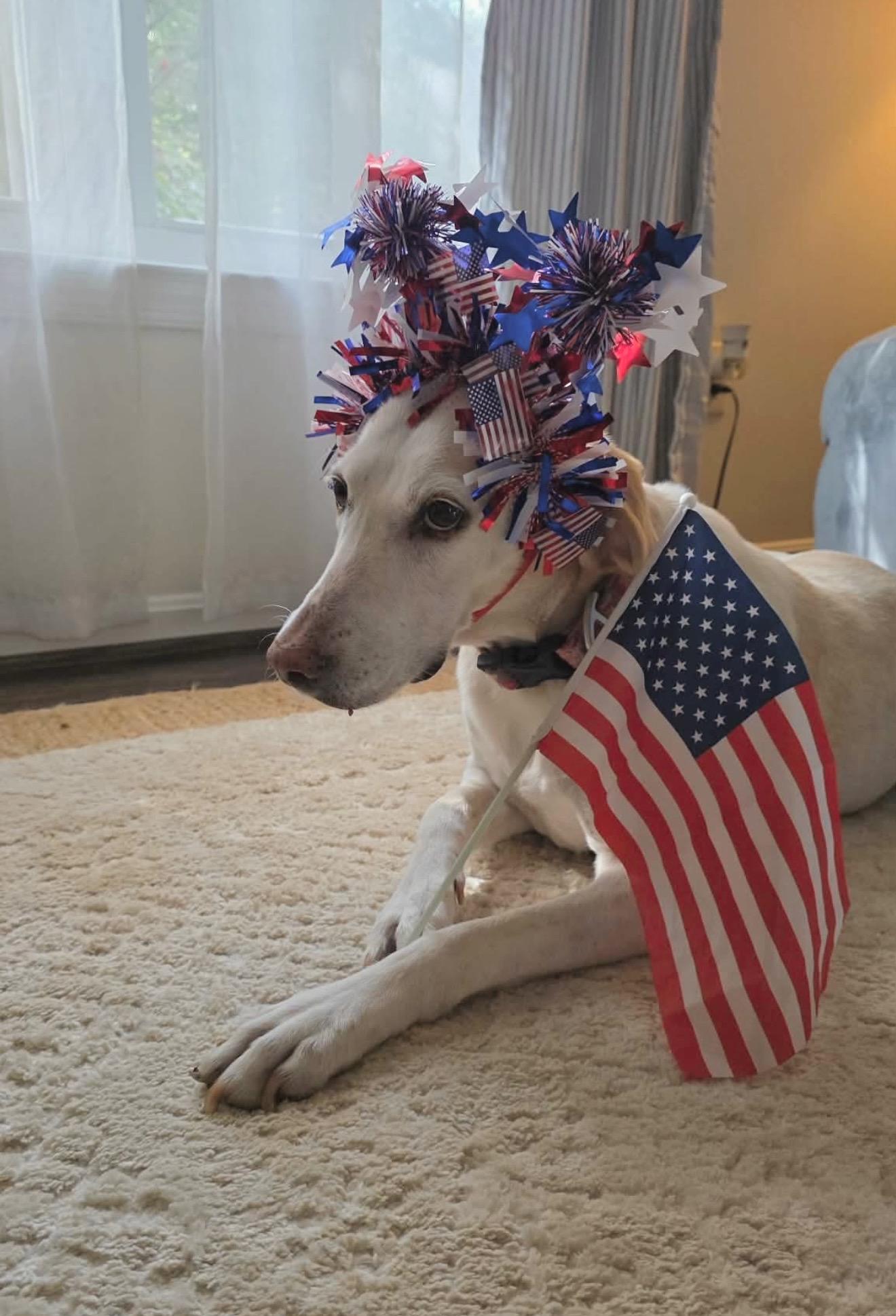 Lemon, an adopted mixed breed in Bel Air, MD image 5/5