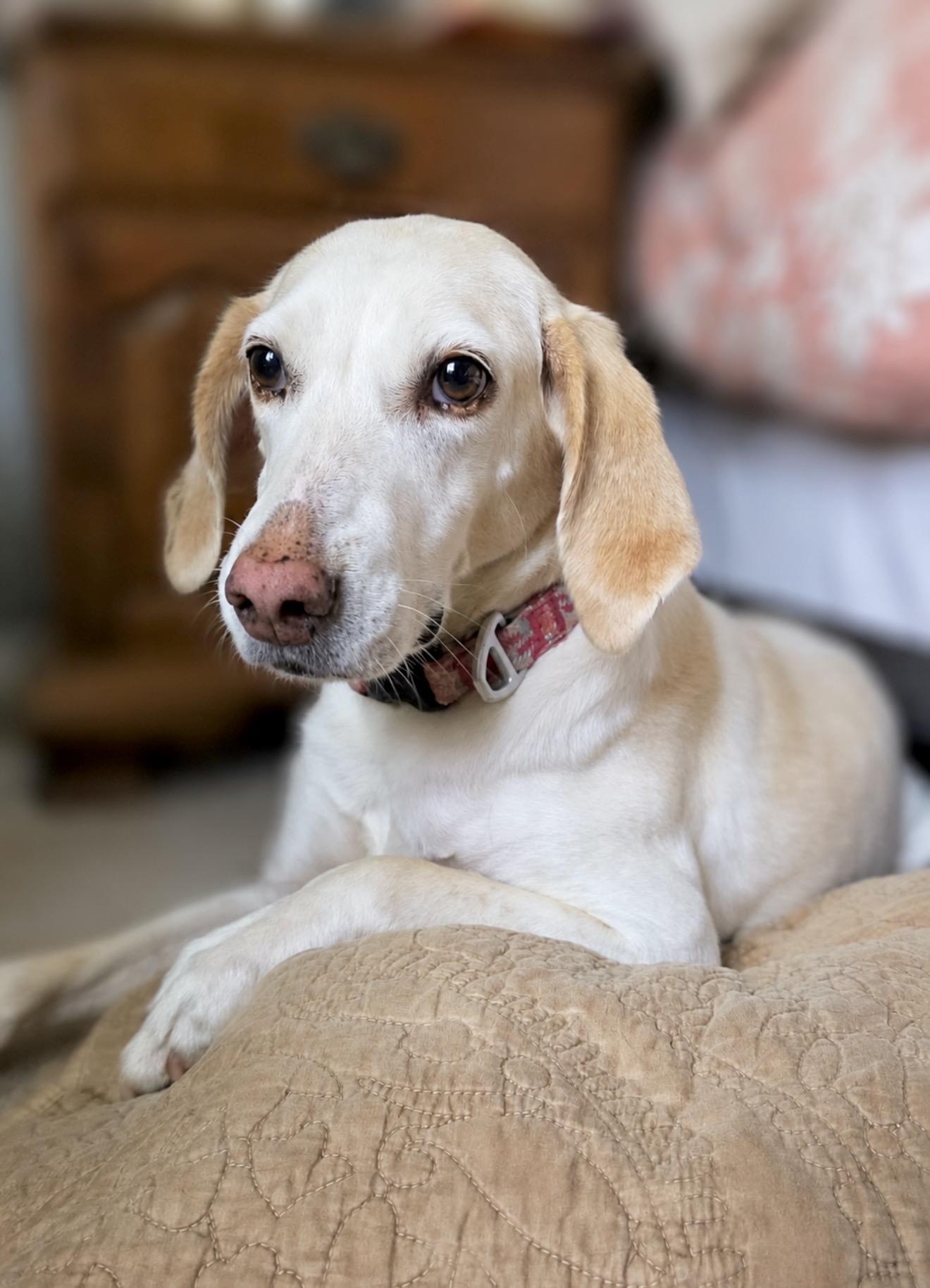 Lemon, adopted, Young Female Hound.