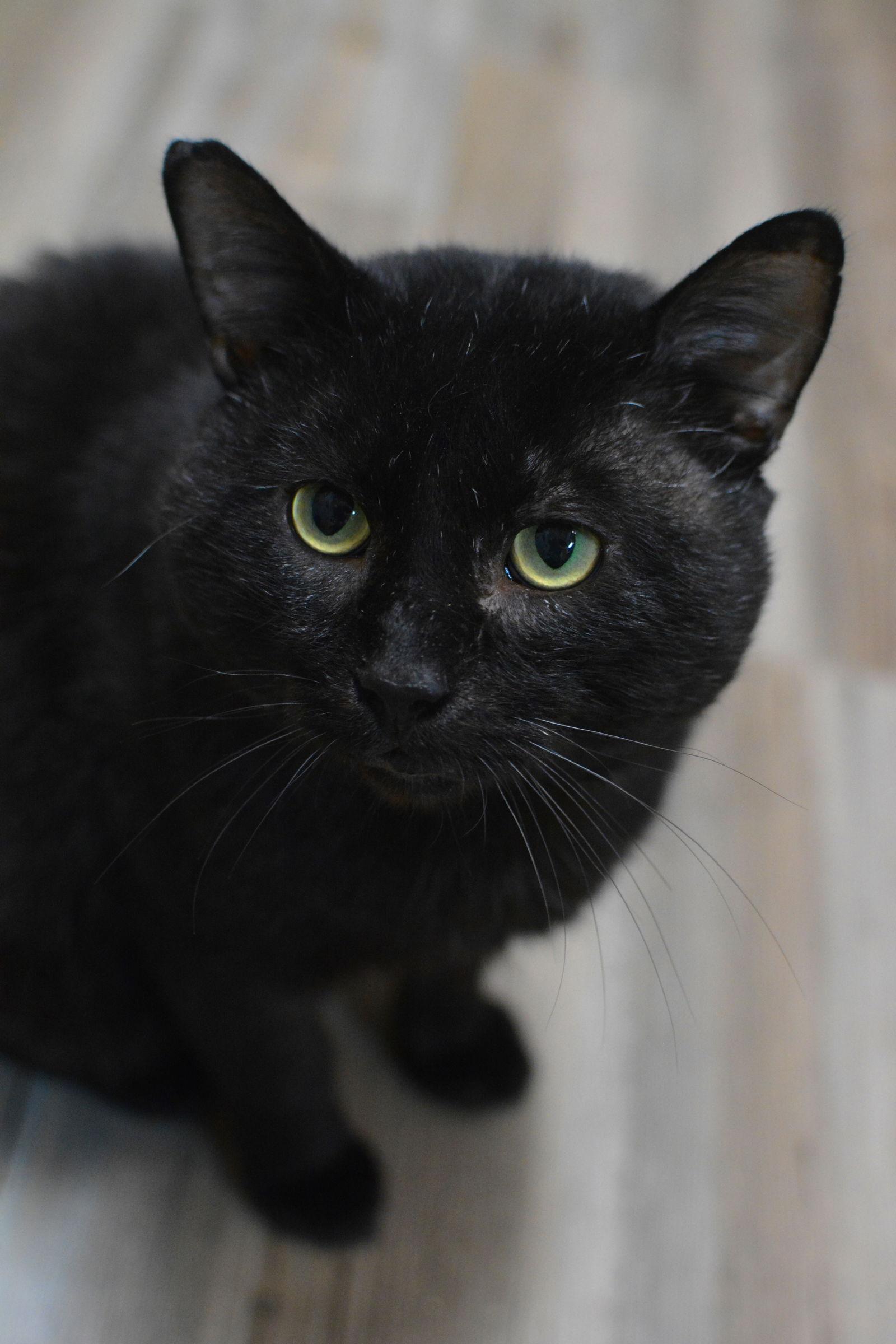 Gaspard, Adoptable, Adult Male Domestic Short Hair.