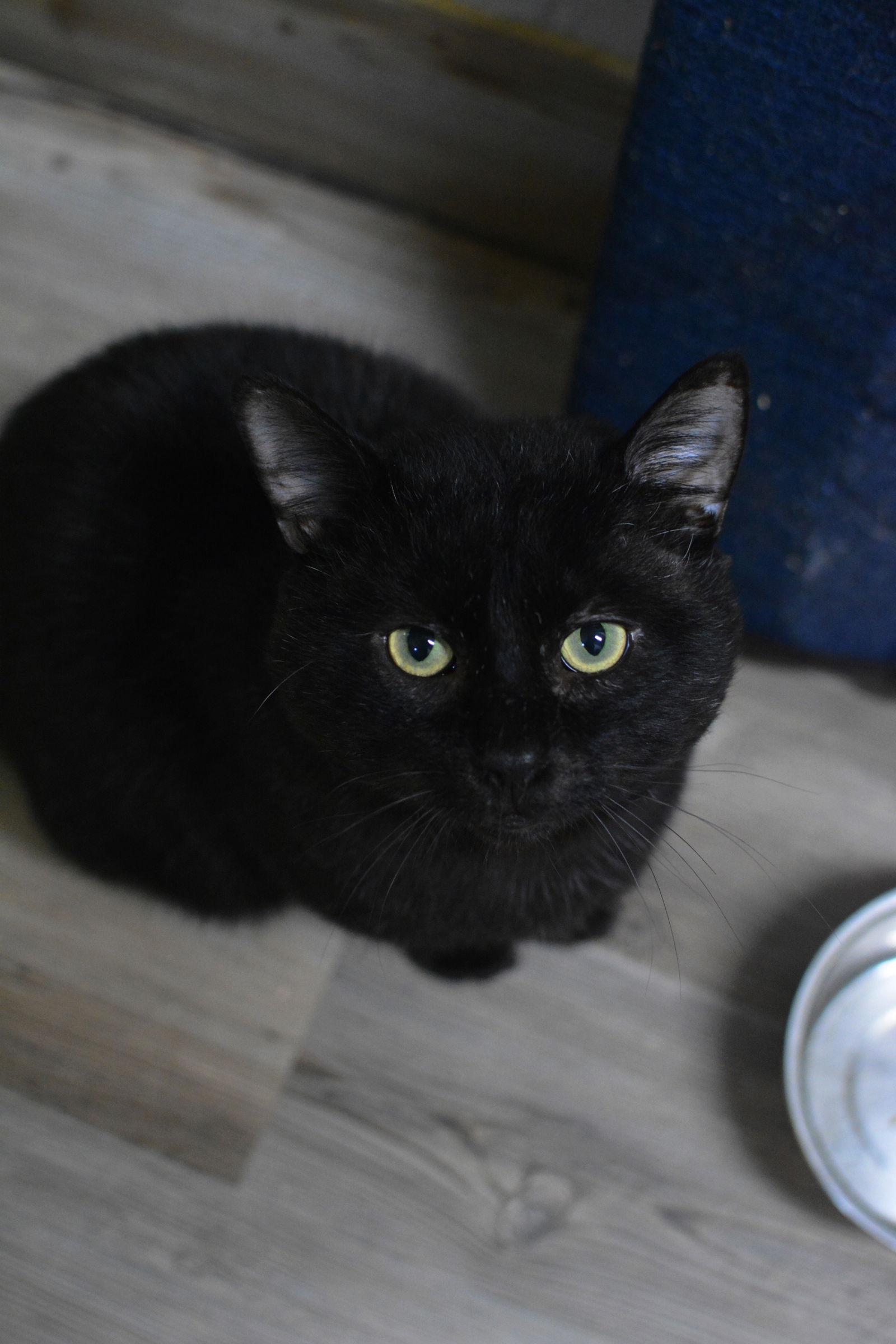 Enlarge Gaspard, a Adoptable Domestic Short Hair in Montreal, QC image 2/3