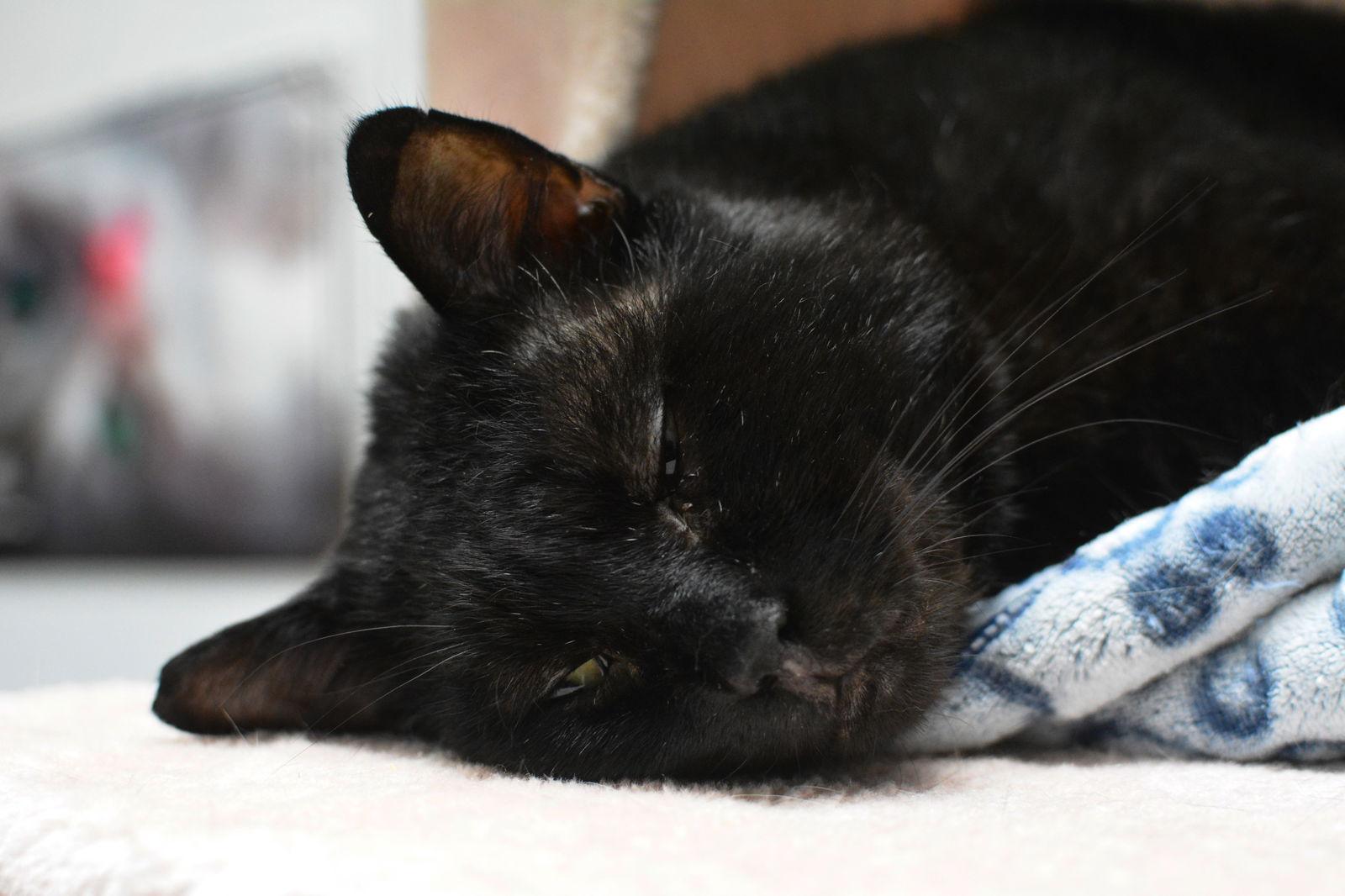 Enlarge Gaspard, a Adoptable Domestic Short Hair in Montreal, QC image 3/3