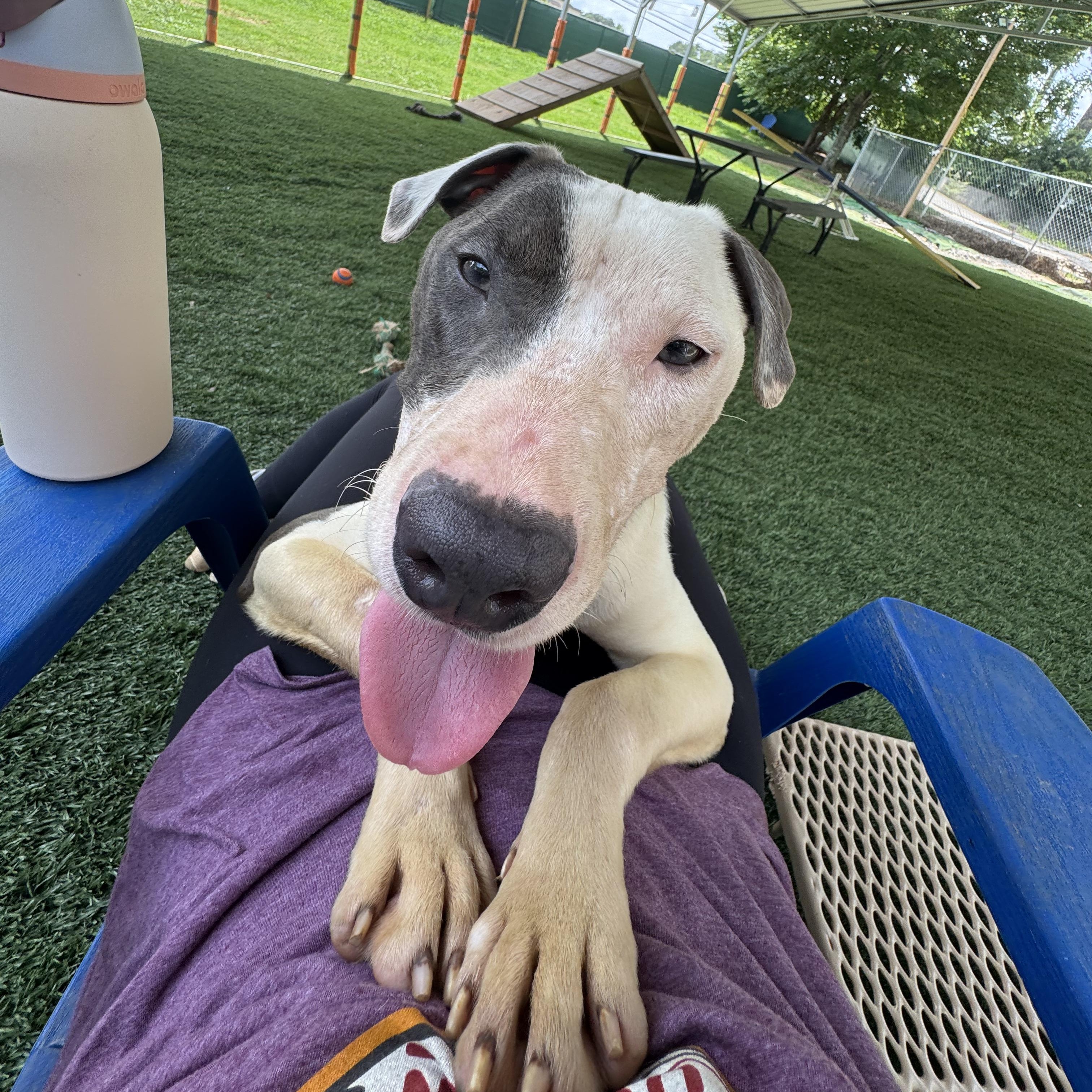 Sweet Chester didnt get the gentle start every pup deserves When he first came to us he was quiet