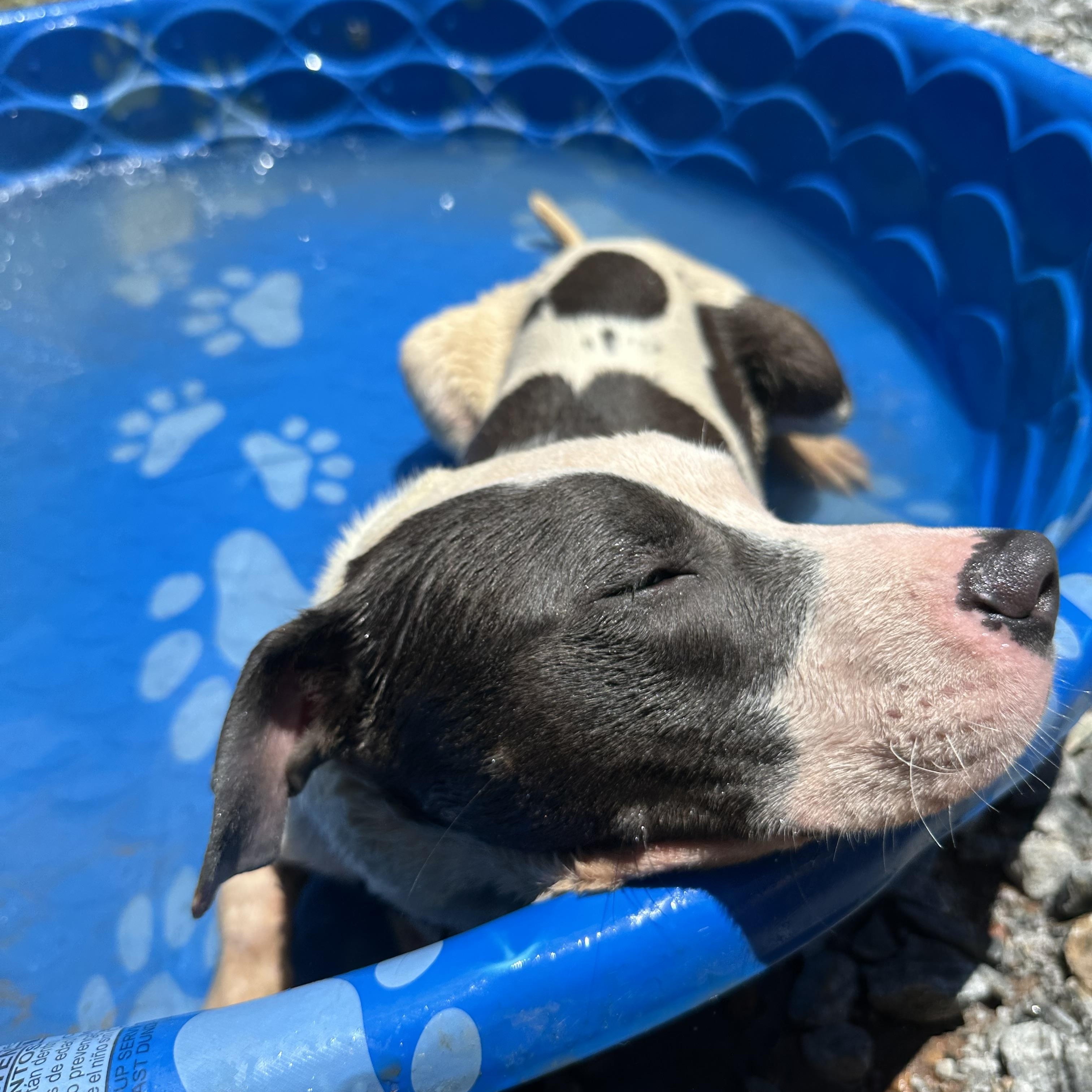 Enlarge Chester, a Adoptable mixed breed in Marietta, GA image 3/6