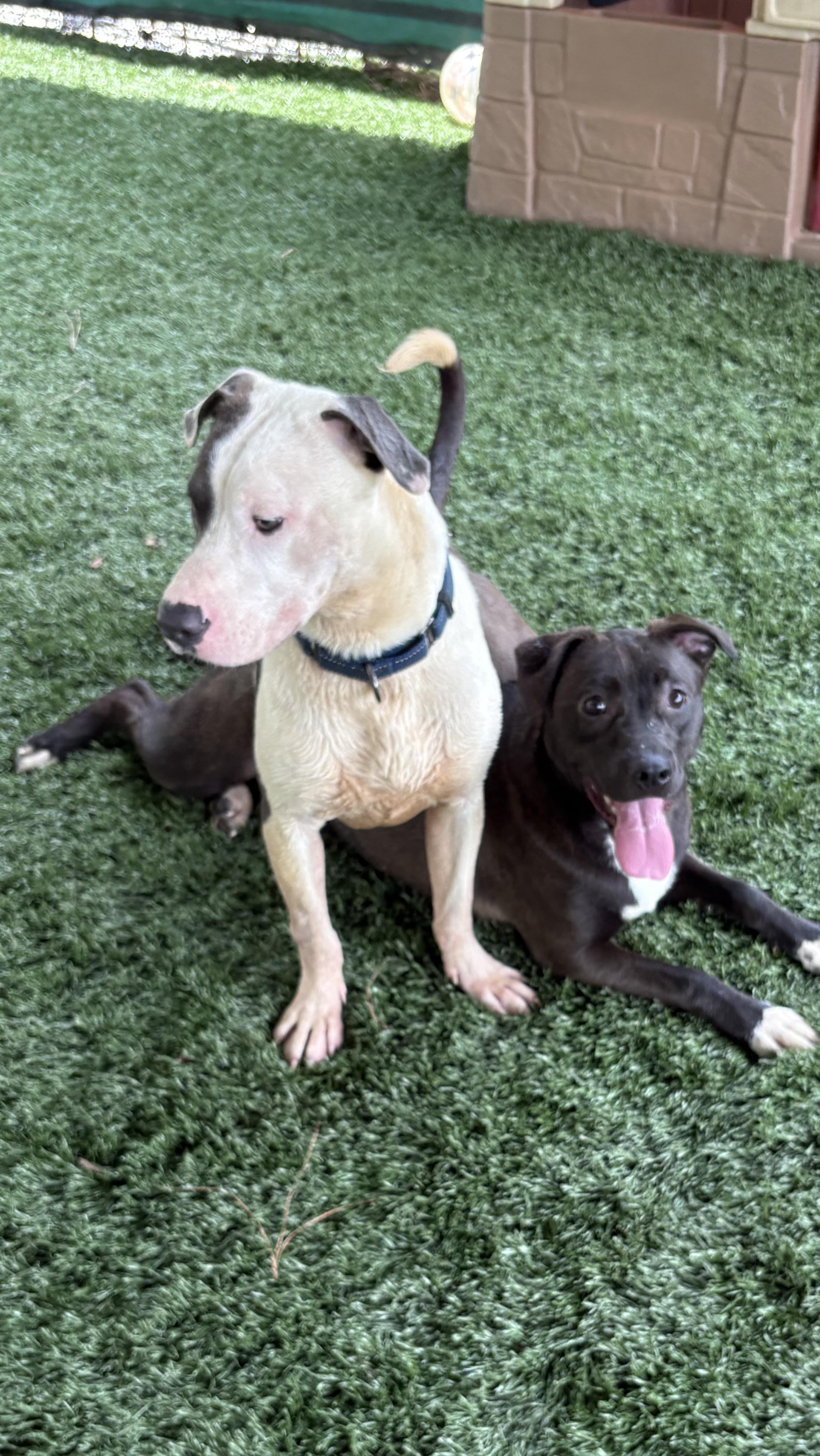 Enlarge Chester, a Adoptable mixed breed in Marietta, GA image 5/6