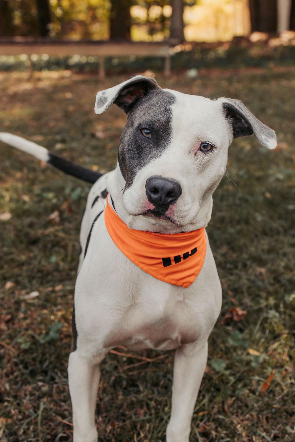 Chester, Adoptable, Young Male Pit Bull Terrier.