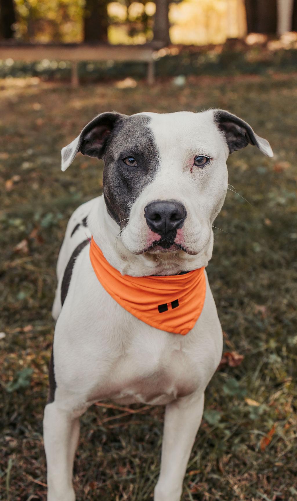 Chester, Adoptable, Young Male Pit Bull Terrier.