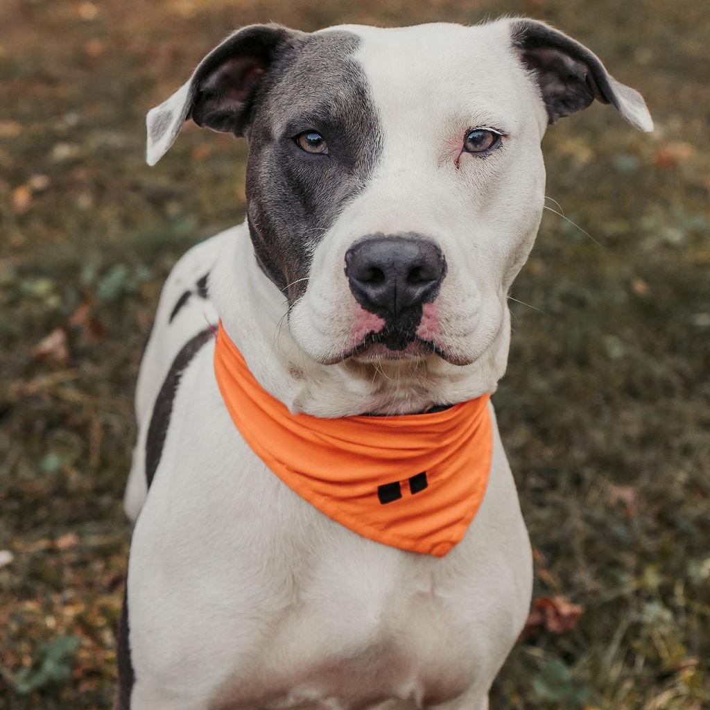 Enlarge Chester, a Adoptable mixed breed in Marietta, GA image 1/6