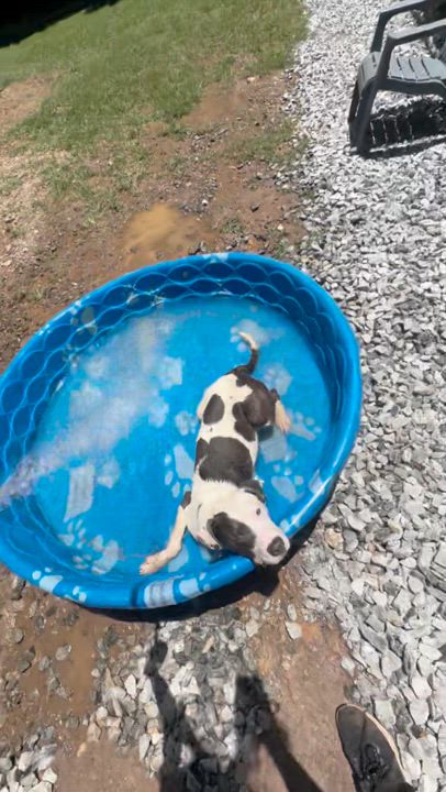 Enlarge Chester, a Adoptable mixed breed in Marietta, GA video 6/6