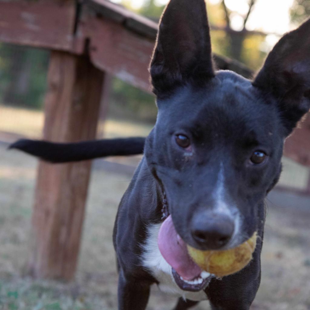 Dale, Adoptable, Adult Male Shepherd & Terrier.