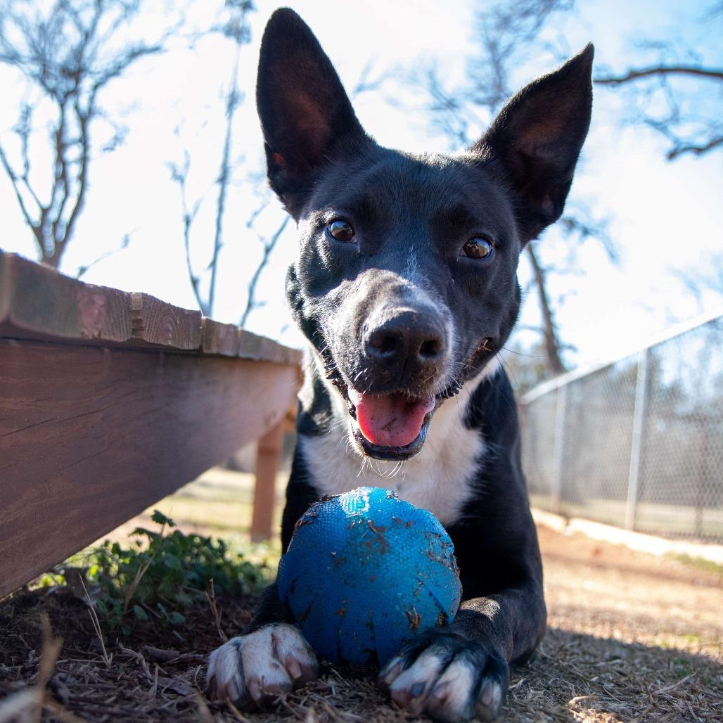 Enlarge Dale, a Adoptable mixed breed in Stillwater, OK image 2/6