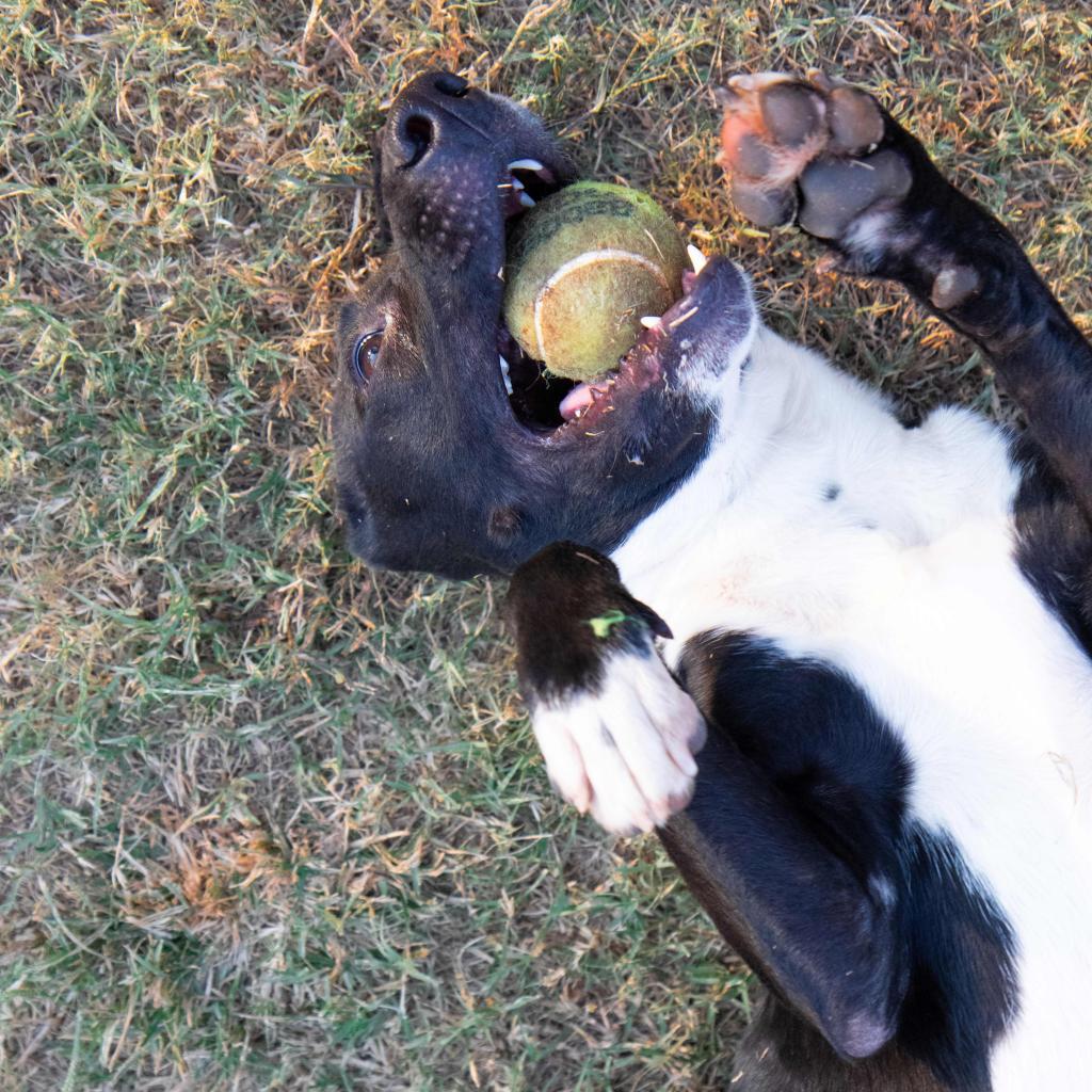 Enlarge Dale, a Adoptable mixed breed in Stillwater, OK image 4/6