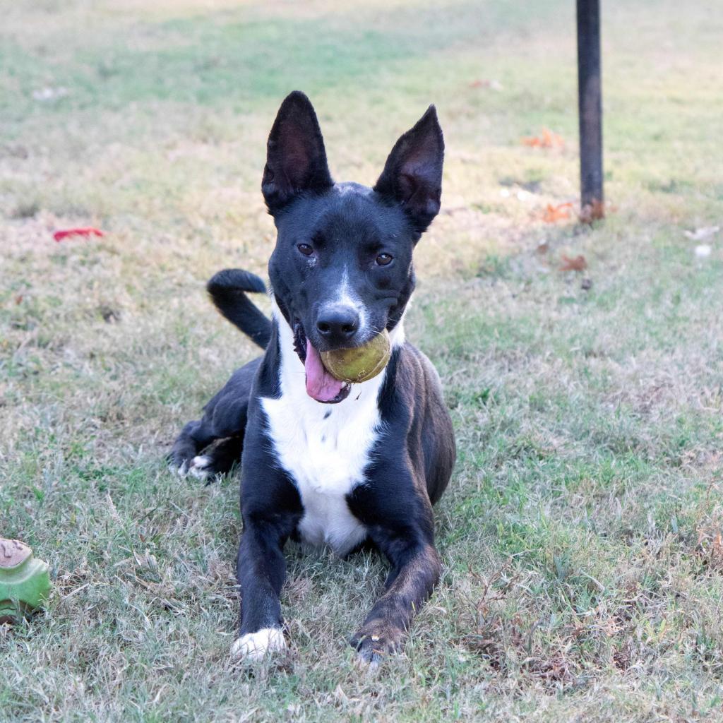 Enlarge Dale, a Adoptable mixed breed in Stillwater, OK image 5/6