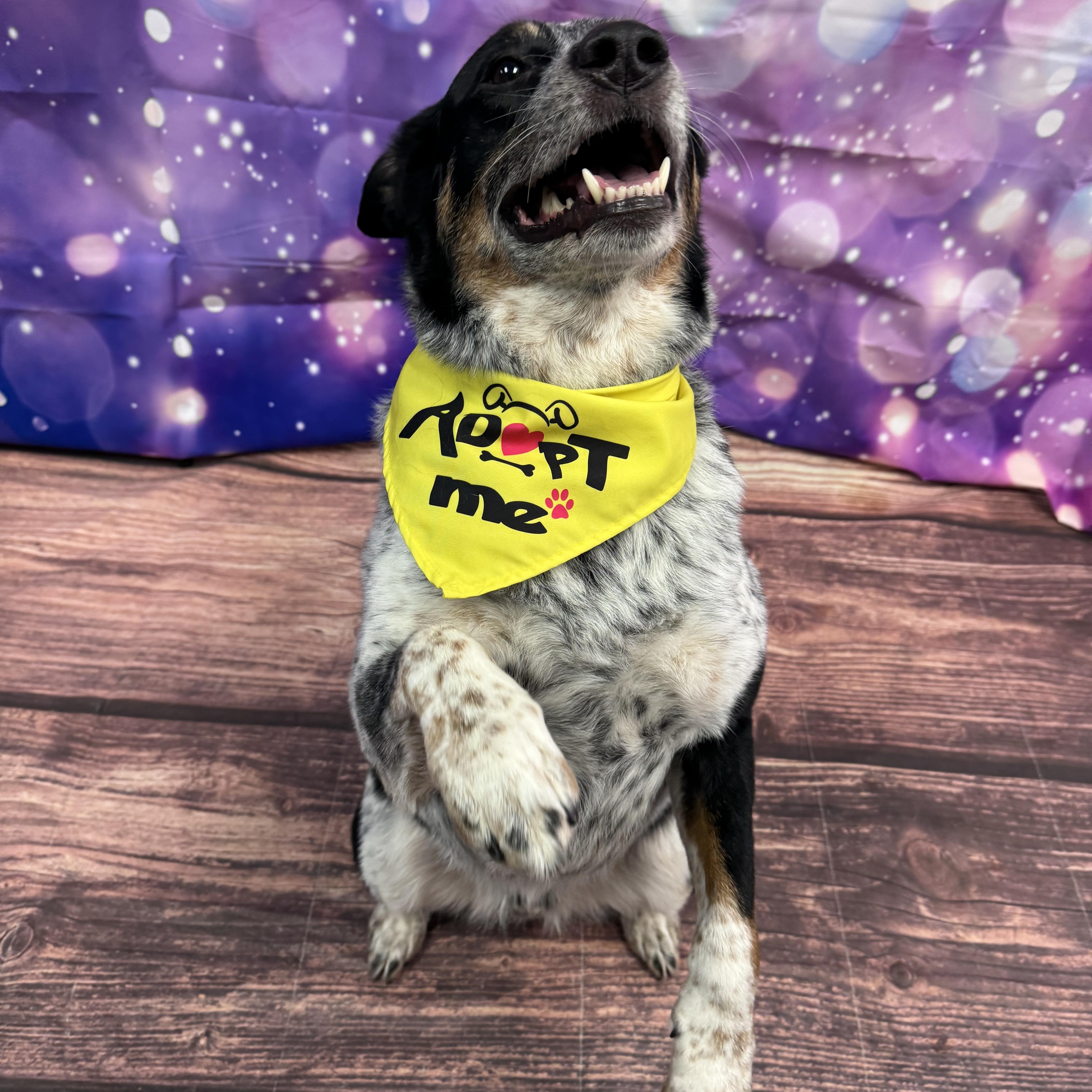 Enlarge Diego, an adoptable mixed breed in Warrenville, IL image 4/5